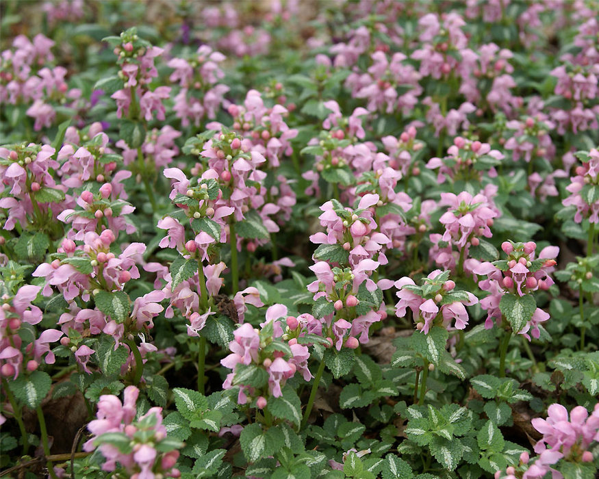 Lamium Shell Pink Bluestone Perennials Lamium Shell Pink Bluestone Perennials