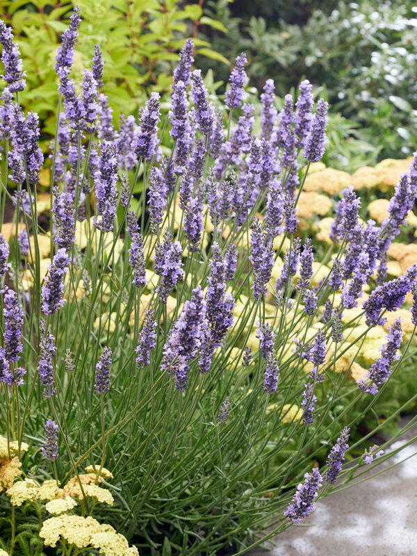Lavandula Sensational
