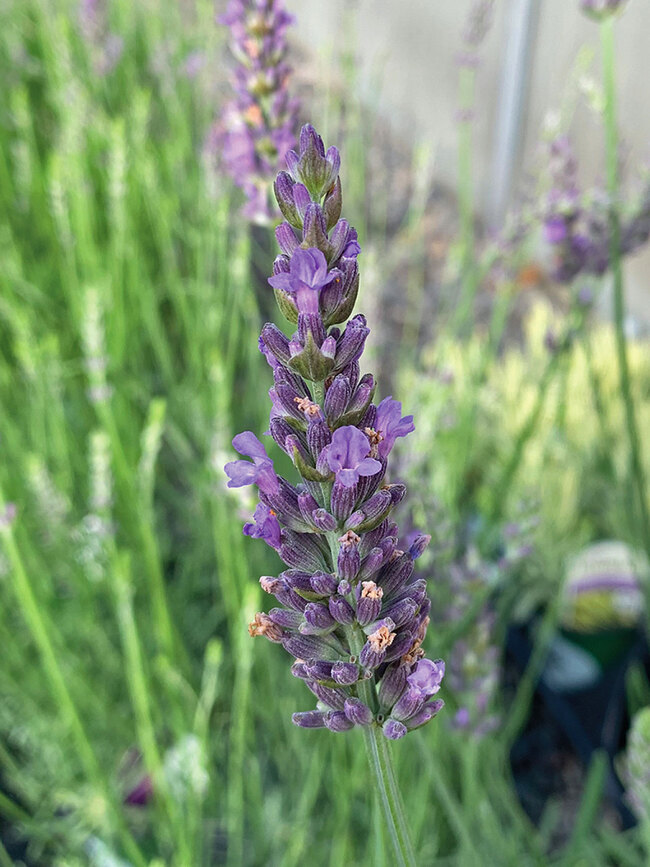 Lavandula Sensational