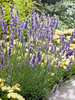 Lavandula Sensational