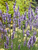 Lavandula Sensational