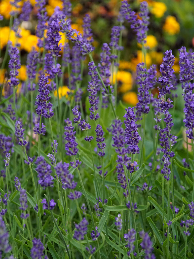 Superblue English Lavender, Lavandula