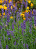 Lavandula SuperBlue