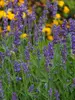 Lavandula SuperBlue