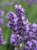 Lavandula SuperBlue