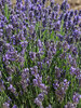 Lavandula SuperBlue