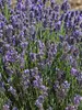 Lavandula SuperBlue