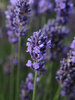 Lavandula SuperBlue