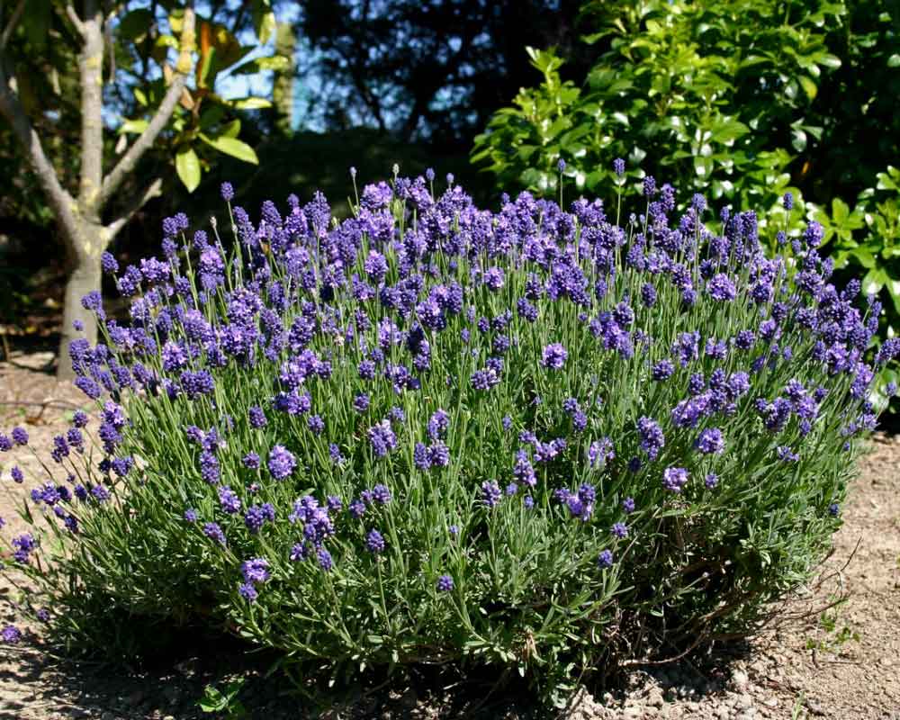 Lavandula Thumbelina Leigh (English Lavender, Lavandin)