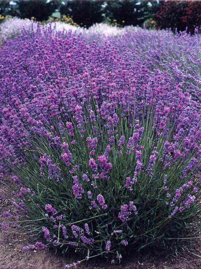 Lavandula Augustifolia Violet