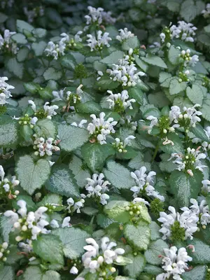 Link to Lamium White Nancy