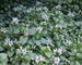 Lamium White-Nancy