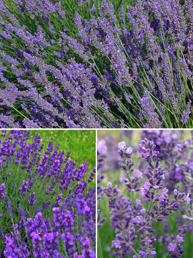 Lavender Collection