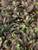 Leptinella Platts Black