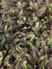 Leptinella Platts Black