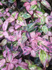 Leucothoe Paisley Pup