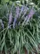 Liriope Big-Blue