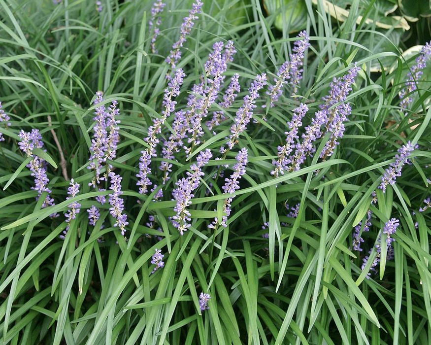 Liriope Big Blue Bluestone Perennials liriope-big-blue-bluestone-perennials