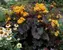 Ligularia Britt-Marie-Crawford