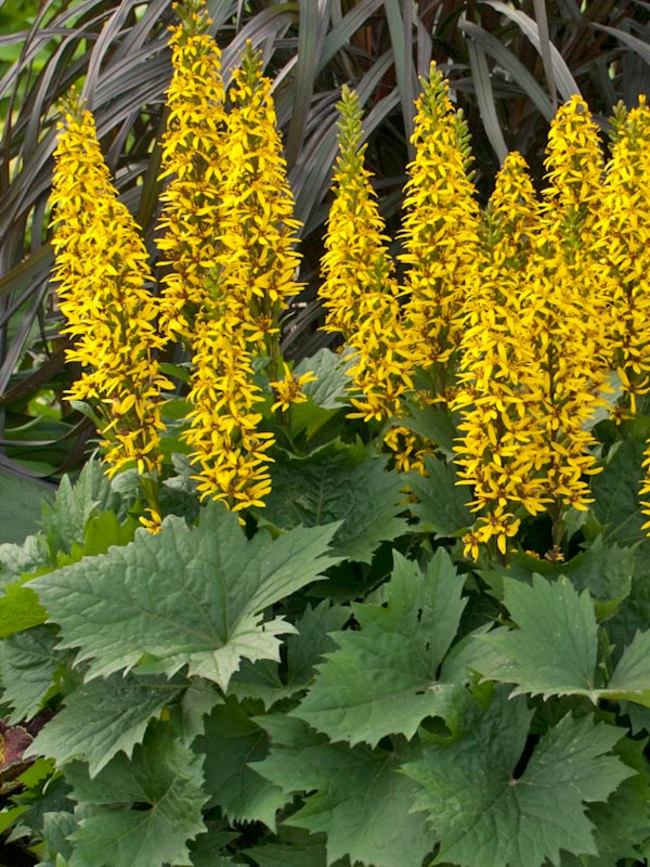 Ligularia Bottle Rocket