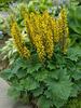 Ligularia Bottle Rocket