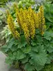 Ligularia Bottle Rocket