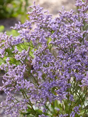 Link to Limonium Dazzle Rocks