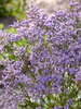 Limonium Dazzle Rocks