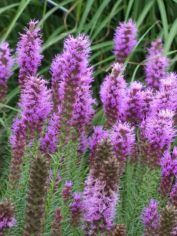 Liatris Floristan Violet | Bluestone Perennials