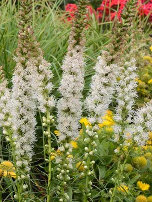 Link to Liatris Floristan White