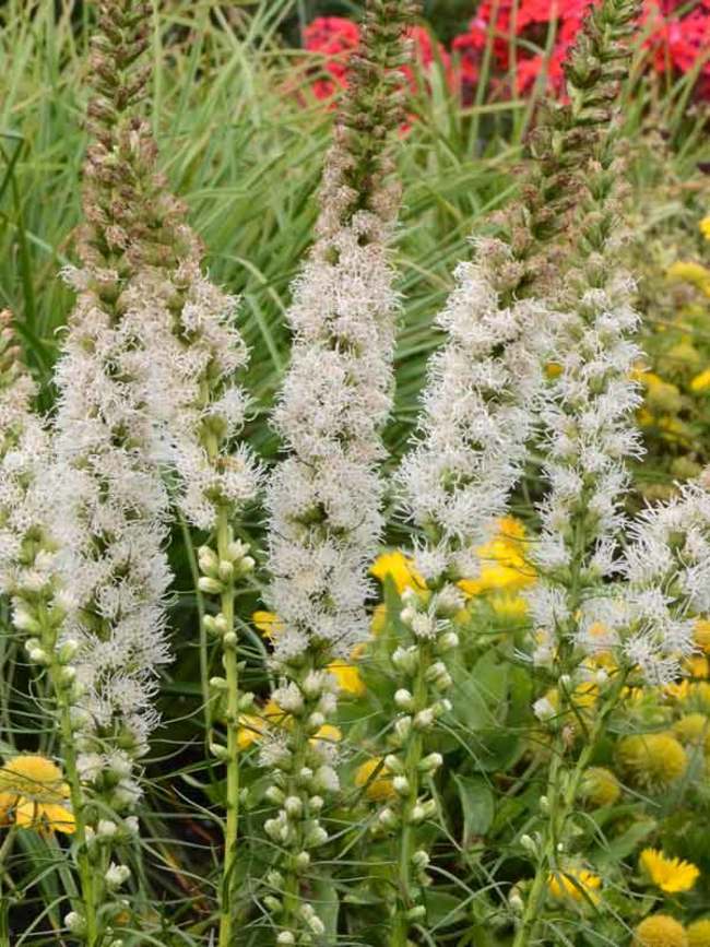 Liatris Floristan White