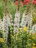 Liatris Floristan White