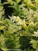 Ligustrum Golden Ticket