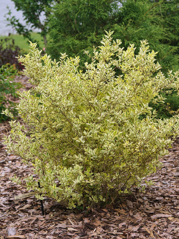 Ligustrum Good Vibrations