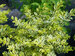 Ligustrum Good Vibrations