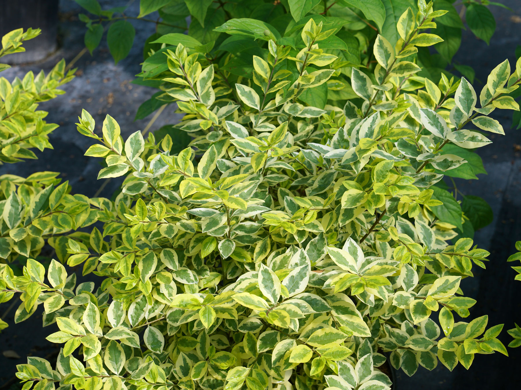 philodendron ring of fire Philodendron Ring of Fire – Lost in the Forrest main image 0
