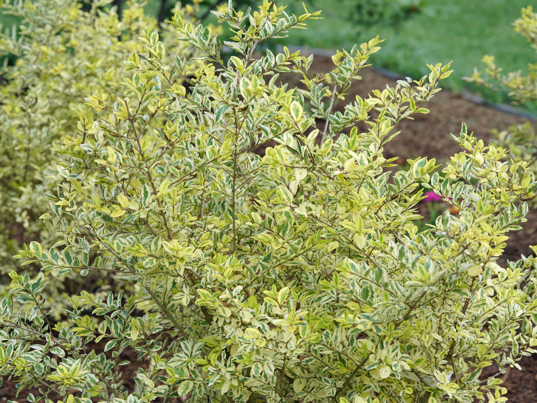 Ligustrum Good Vibrations | Bluestone Perennials