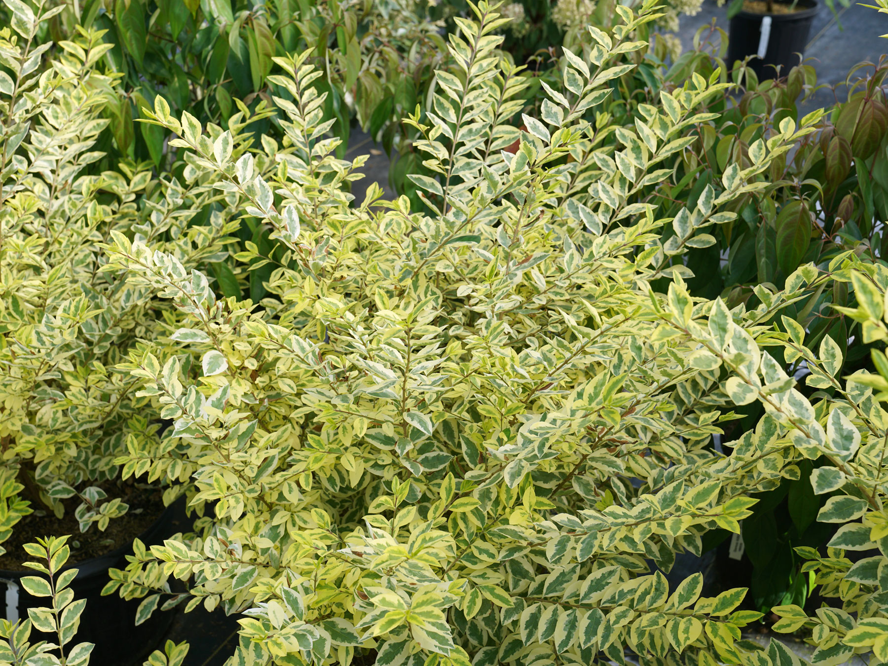 garden sage plant Gurney's Herb Sage (100 Seed Packet) main image 1