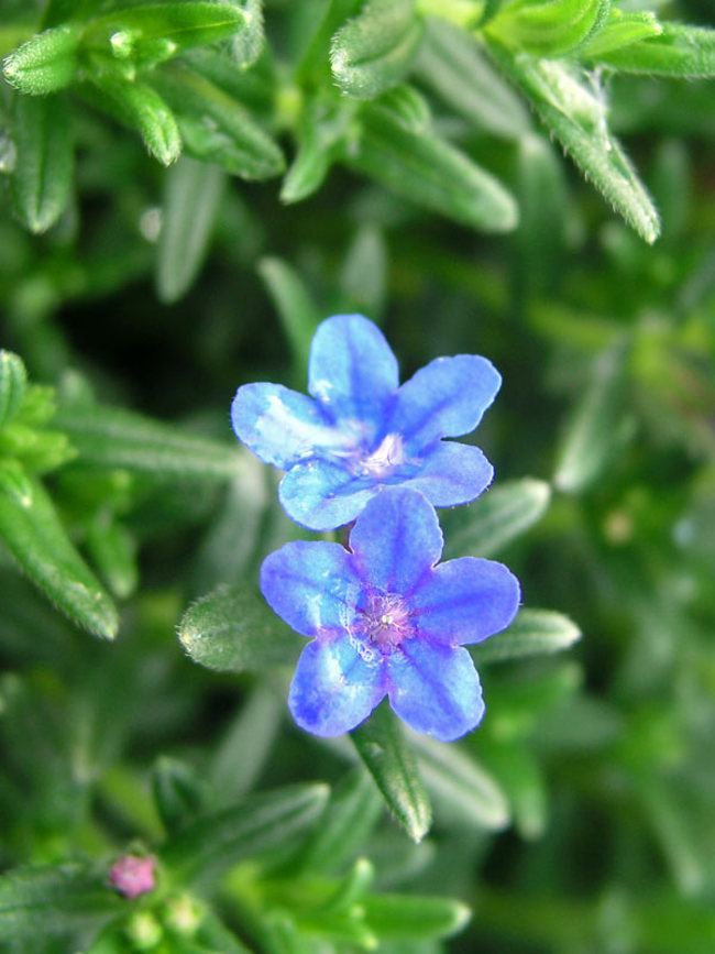 Lithodora Grace Ward Bluestone Perennials