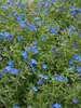 Lithodora Grace-Ward