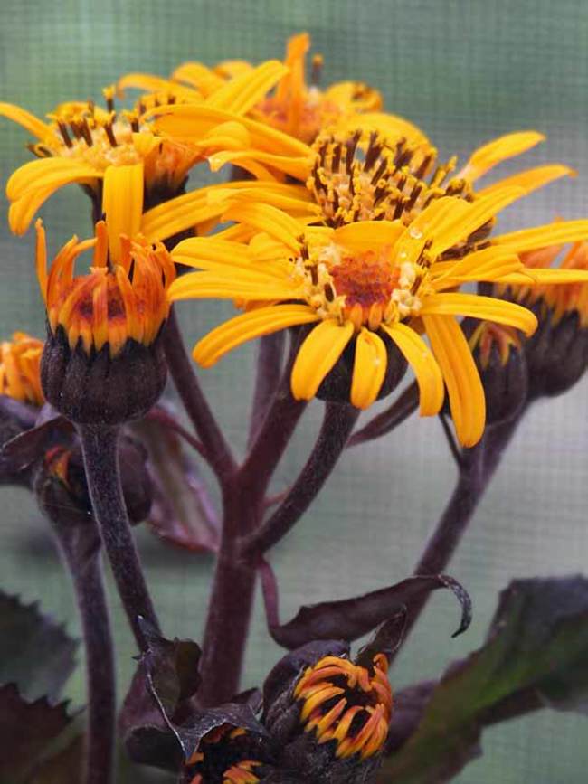 Ligularia King Kong