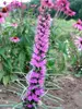Liatris Kobold