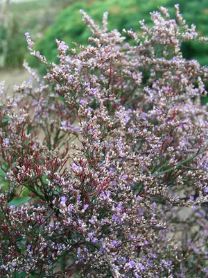 Link to Limonium Latifolium