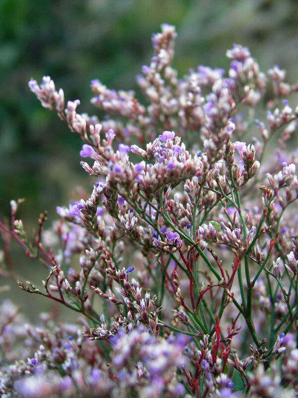 Limonium Latifolium | Bluestone Perennials