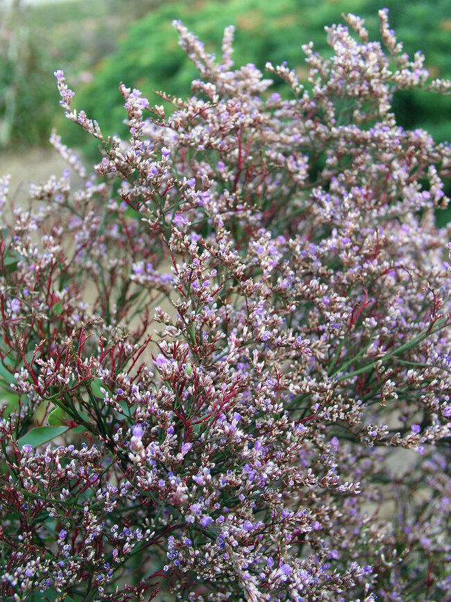 Limonium Latifolium