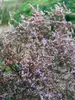 Limonium Latifolium