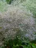 Limonium Latifolium