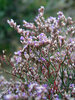 Limonium Latifolium