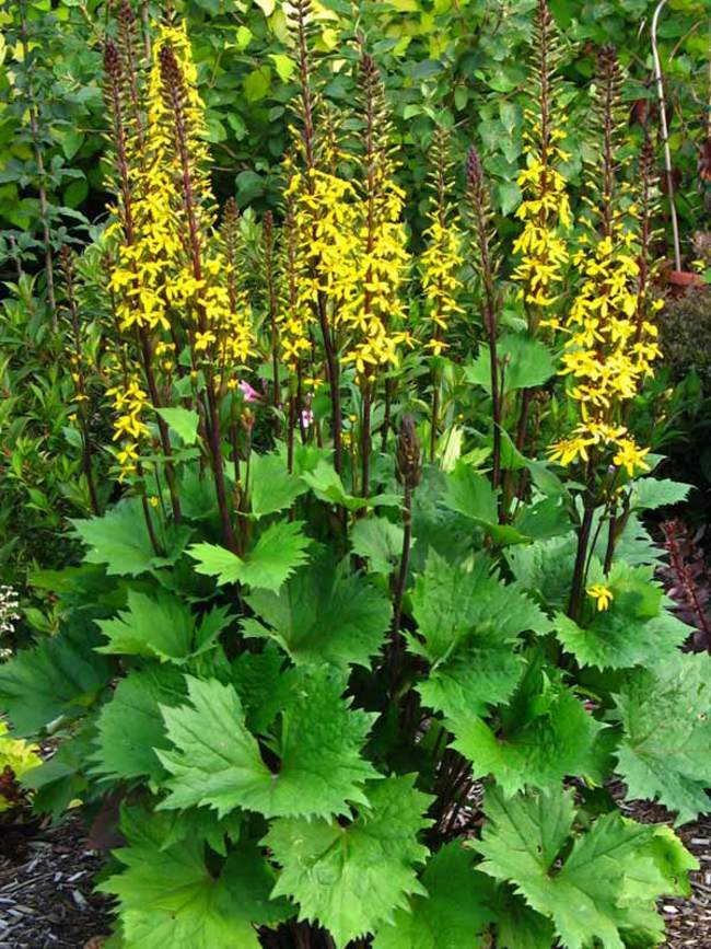 Ligularia Little Rocket