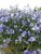 Linum Sapphire